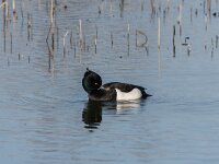 Aythya fuligula 118, Kuifeend, adult male, Saxifraga-Theo Verstrael