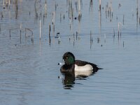 Aythya fuligula 119, Kuifeend, adult male, Saxifraga-Theo Verstrael