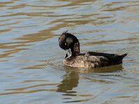 Aythya fuligula 125, Kuifeend, adult female, Saxifraga-Theo Verstrael