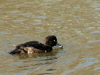 Aythya fuligula 126, Kuifeend, adult female, Saxifraga-Theo Verstrael