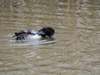 Aythya fuligula 128, Kuifeend, adult female, Saxifraga-Theo Verstrael