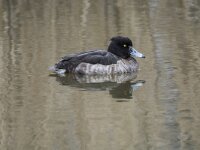 Aythya fuligula 129, Kuifeend, adult female, Saxifraga-Theo Verstrael