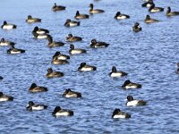 Aythya fuligula 132, Kuifeend, adults, Saxifraga-Theo Verstrael