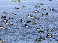 Aythya fuligula 133, Kuifeend, adults, Saxifraga-Theo Verstrael