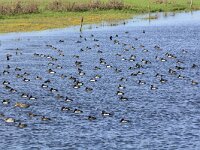 Aythya fuligula 134, Kuifeend, adults, Saxifraga-Theo Verstrael