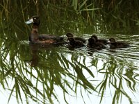 Aythya fuligula 2, Kuifeend, Saxifraga-Piet MunstermanJ