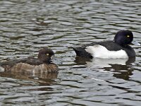 Aythya fuligula 21, pair, Kuifeend, Saxifraga-Ab H. Baas