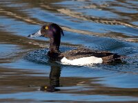 Aythya fuligula 30, Kuifeend, Saxifraga-Bart Vastenhouw