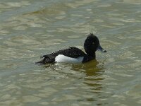 Aythya fuligula 32, Kuifeend, Saxifraga-Willem van Kruijsbergen