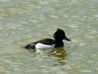 Aythya fuligula 35, Kuifeend, Saxifraga-Willem van Kruijsbergen
