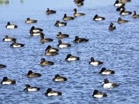 Aythya fuligula 36, Kuifeend, Saxifraga-Theo Verstrael