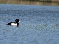 Aythya fuligula 39, Kuifeend, Saxifraga-Jan van der Straaten