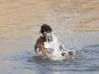 Aythya fuligula 4, Kuifeend, Saxifraga-Jan Nijendijk
