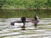 Aythya fuligula 43, Kuifeend, Saxifraga-Henk Baptist