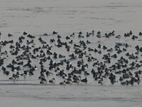 Aythya fuligula 45, Kuifeend, Saxifraga-Henk Baptist