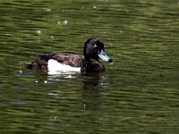 Aythya fuligula 47, Kuifeend, Saxifraga-Bart Vastenhouw