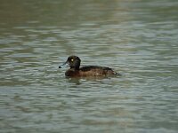 Aythya fuligula 5, female, Kuifeend, Saxifraga-Jan van der Straaten