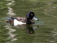 Aythya fuligula 50, Kuifeend, Saxifraga-Bart Vastenhouw