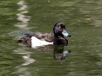 Aythya fuligula 51, Kuifeend, Saxifraga-Bart Vastenhouw