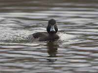 Aythya fuligula 6, female, Kuifeend, Saxifraga-Luc Hoogenstein