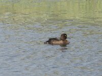 Aythya fuligula 66, Kuifeend, Saxifraga-Willem van Kruijsbergen
