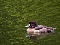 Aythya fuligula 73, Kuifeend, Saxifraga-Bart Vastenhouw