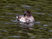 Aythya fuligula 74, Kuifeend, Saxifraga-Bart Vastenhouw