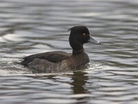 Aythya fuligula 8, female, Kuifeend, Saxifraga-Luc Hoogenstein