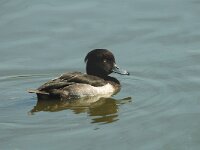 Aythya fuligula 9, female, Kuifeend, Saxifraga-Jan van der Straaten