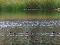 Aythya fuligula 97, Kuifeend, Saxifraga-Hans Dekker