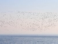 Aythya marila 4, Topper, Saxifraga-Bart Vastenhouw