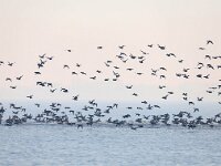 Aythya marila 5, Topper, Saxifraga-Bart Vastenhouw