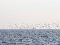 Aythya marila 7, Topper, Saxifraga-Bart Vastenhouw