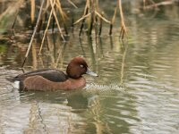 Aythya nyroca 15, Witoogeend, adult, male, Saxifraga-Theo Verstrael