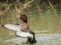 Aythya nyroca 18, Witoogeend, adult, male, Saxifraga-Theo Verstrael