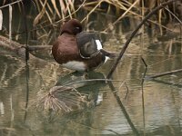 Aythya nyroca 27, Witoogeend, adult, male, Saxifraga-Theo Verstrael