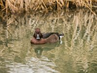 Aythya nyroca 29, Witoogeend, adult, male, Saxifraga-Theo Verstrael