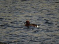 Aythya nyroca 7, Witoogeend, Saxifraga-Henk Sierdsema