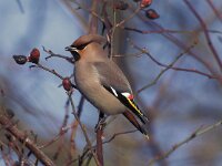 Bombycilla garrulus 10, Pestvogel, Saxifraga-Willem Jan Hoeffnagel