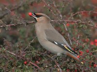 Bombycilla garrulus 12, Pestvogel, Saxifraga-Jan Nijendijk