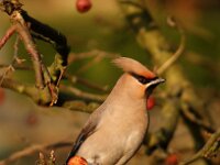 Bombycilla garrulus 13, Pestvogel, Saxifraga-Hans Dekker