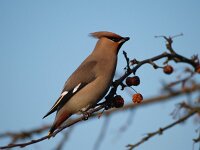 Bombycilla garrulus 14, Pestvogel, Saxifraga-Hans Dekker