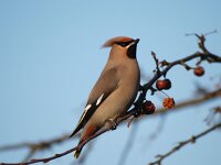 Bombycilla garrulus 15, Pestvogel, Saxifraga-Hans Dekker