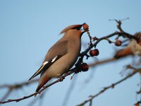Bombycilla garrulus 16, Pestvogel, Saxifraga-Hans Dekker
