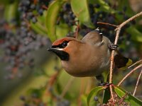 Bombycilla garrulus 18, Pestvogel, Saxifraga-Iztok Škornik