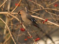Bombycilla garrulus 2, Pestvogel, Saxifraga-Luc Hoogenstein