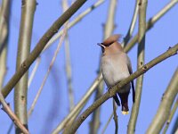 Bombycilla garrulus 20, Pestvogel, Saxifraga-Mark Zekhuis