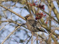 Bombycilla garrulus 21, Pestvogel, Saxifraga-Mark Zekhuis