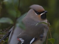 Bombycilla garrulus 22, Pestvogel, Saxifraga-Mark Zekhuis
