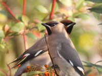 Bombycilla garrulus 25, Pestvogel, Saxifraga-Peter Meininger